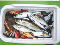 釣りイベント
